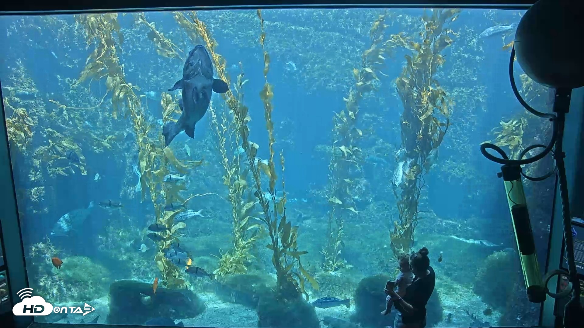 Snapshot of Birch Aquarium Kelp Forest Live Cam taken Sep 3, 2026, 12:19pm PDT