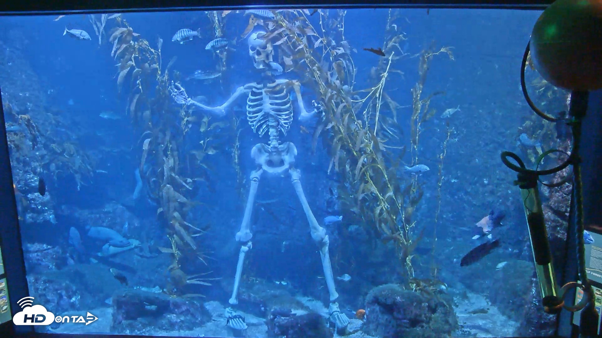 Snapshot of Birch Aquarium Kelp Forest Live Cam taken Oct 12, 2026, 8:22pm PDT