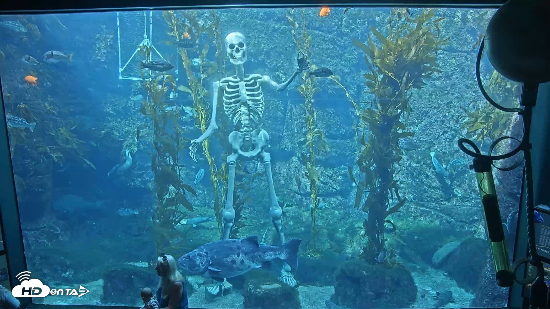 Snapshot of Birch Aquarium Kelp Forest Live Cam taken Oct 21, 2026, 2:08pm PDT