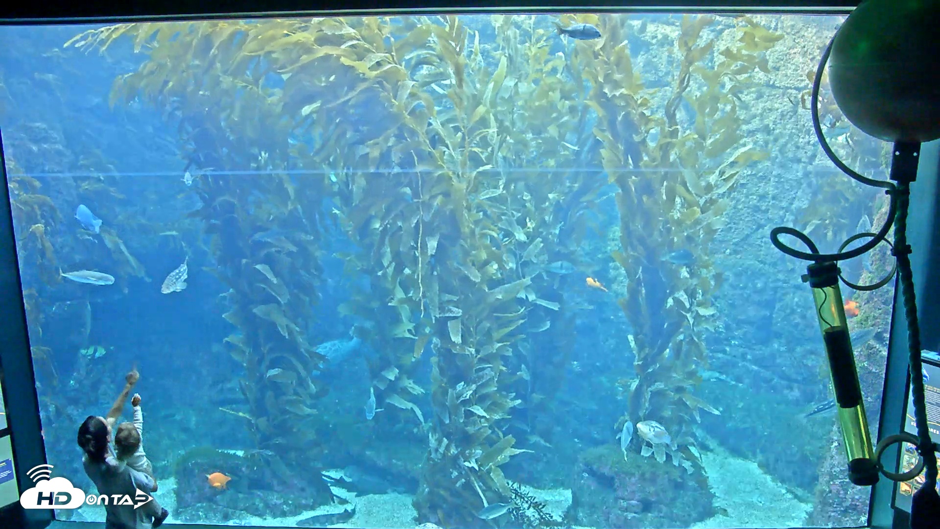Snapshot of Birch Aquarium Kelp Forest Live Cam taken Nov 30, 2025, 3:18pm PST