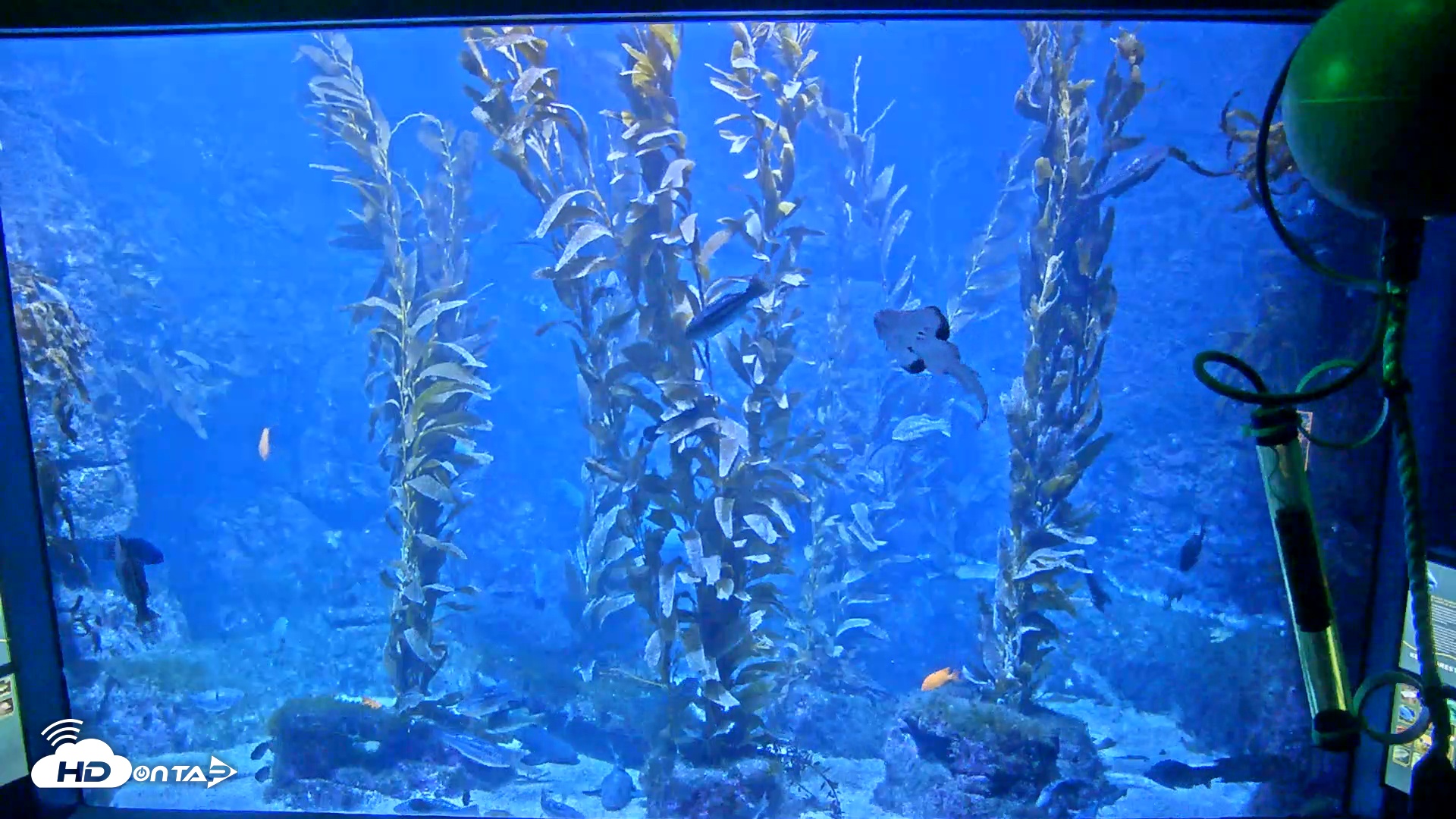 Snapshot of Birch Aquarium Kelp Forest Live Cam taken Nov 22, 2025, 6:00pm PST