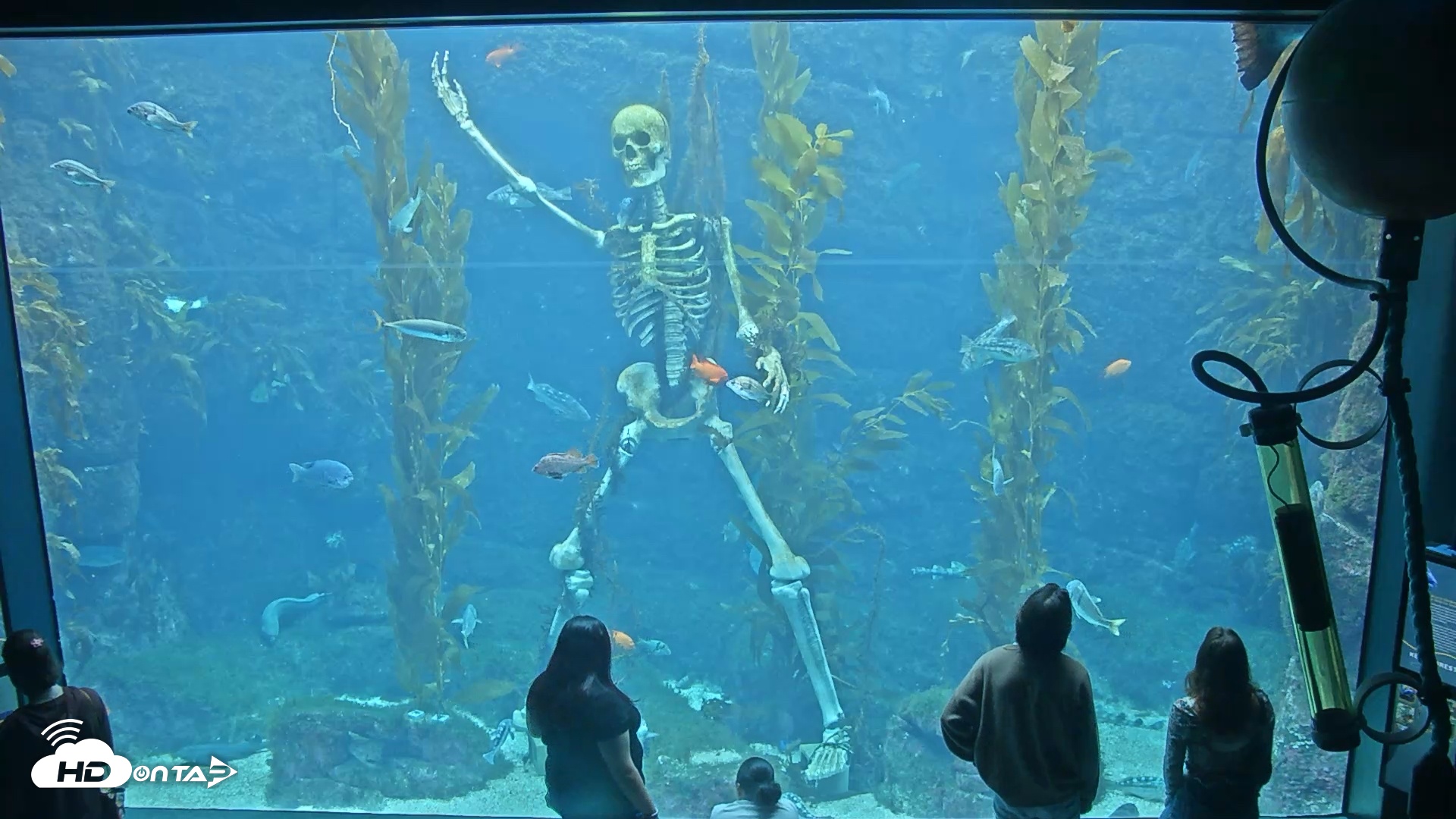 Snapshot of Birch Aquarium Kelp Forest Live Cam taken Nov 2, 2025, 1:16pm PST