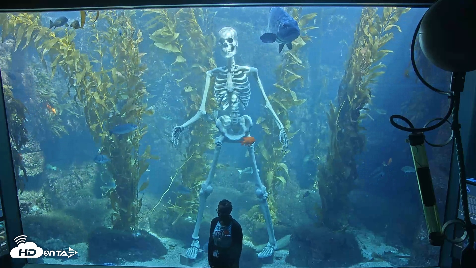 Snapshot of Birch Aquarium Kelp Forest Live Cam taken Oct 1, 2025, 10:52am PDT