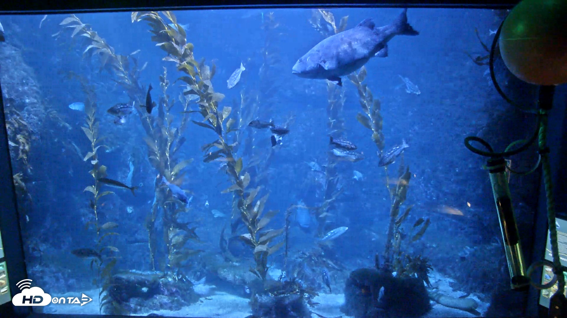 Snapshot of Birch Aquarium Kelp Forest Live Cam taken Nov 6, 2025, 5:12pm PST