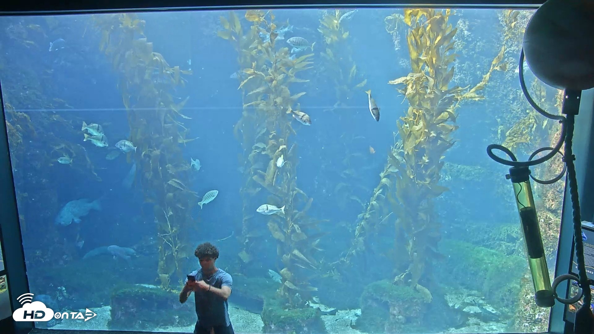 Snapshot of Birch Aquarium Kelp Forest Live Cam taken Jul 10, 2026, 4:43pm PDT