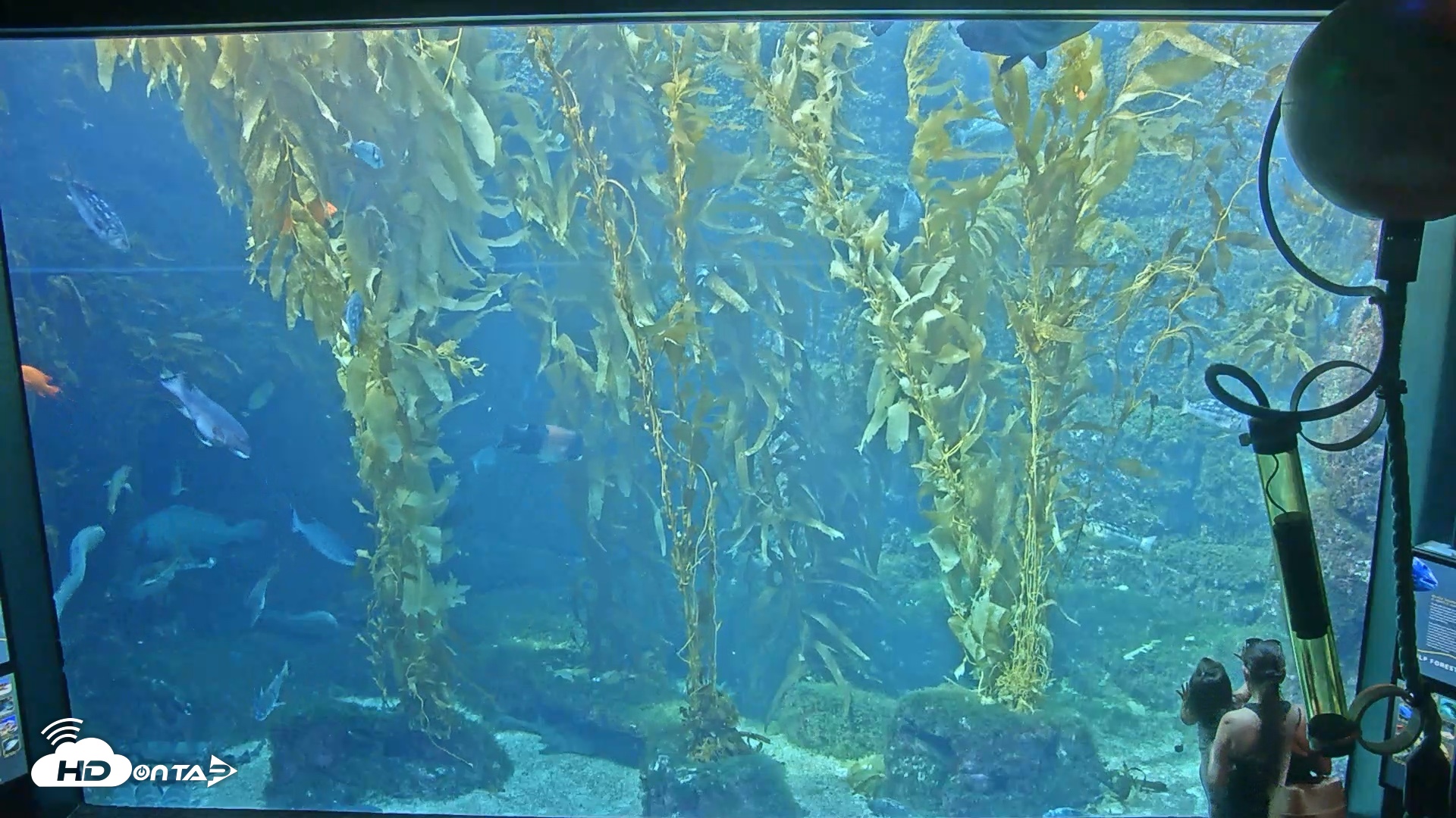 Snapshot of Birch Aquarium Kelp Forest Live Cam taken Sep 10, 2026, 3:05pm PDT