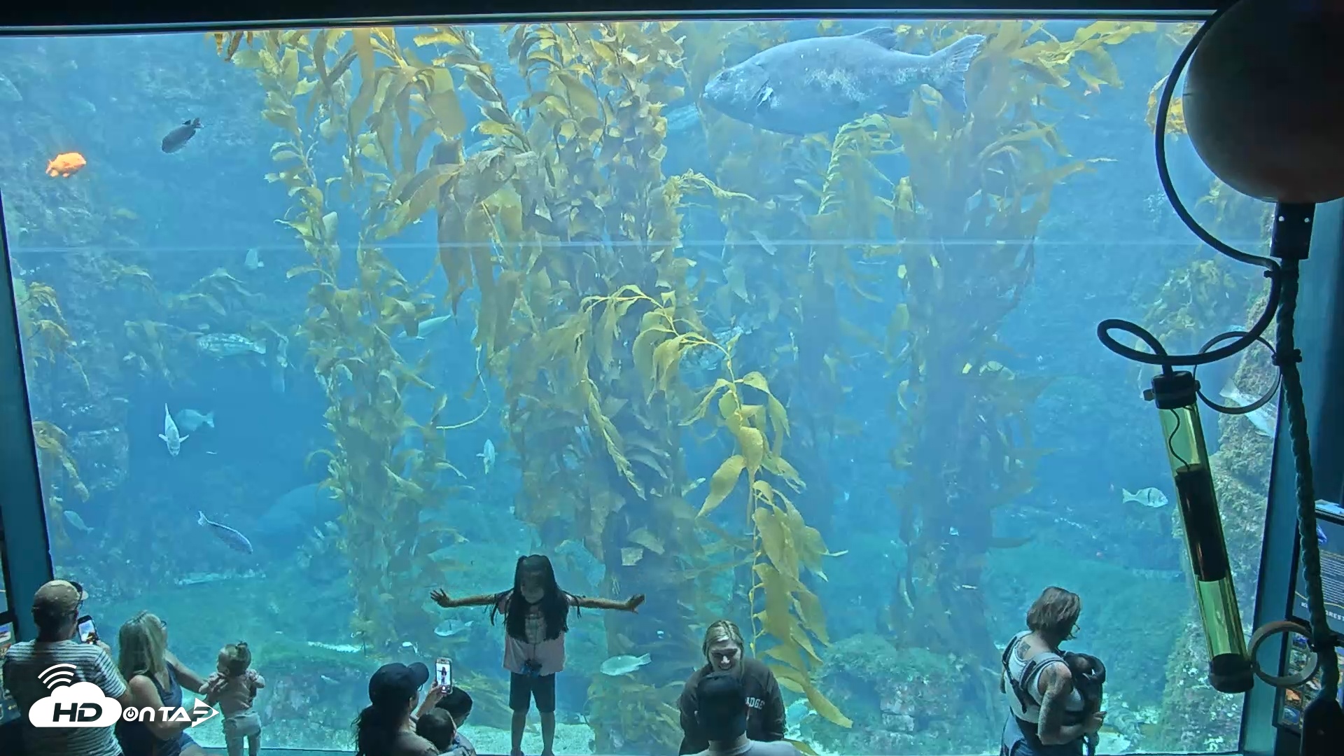 Snapshot of Giant Kelp Forest taken Jun 13, 2025, 2:54pm PDT