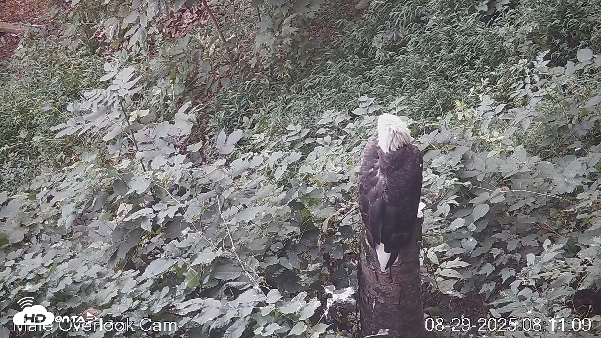 Snapshot of Dollywood Eagles - Aviary 3 taken Aug 29, 2025, 8:11am EDT