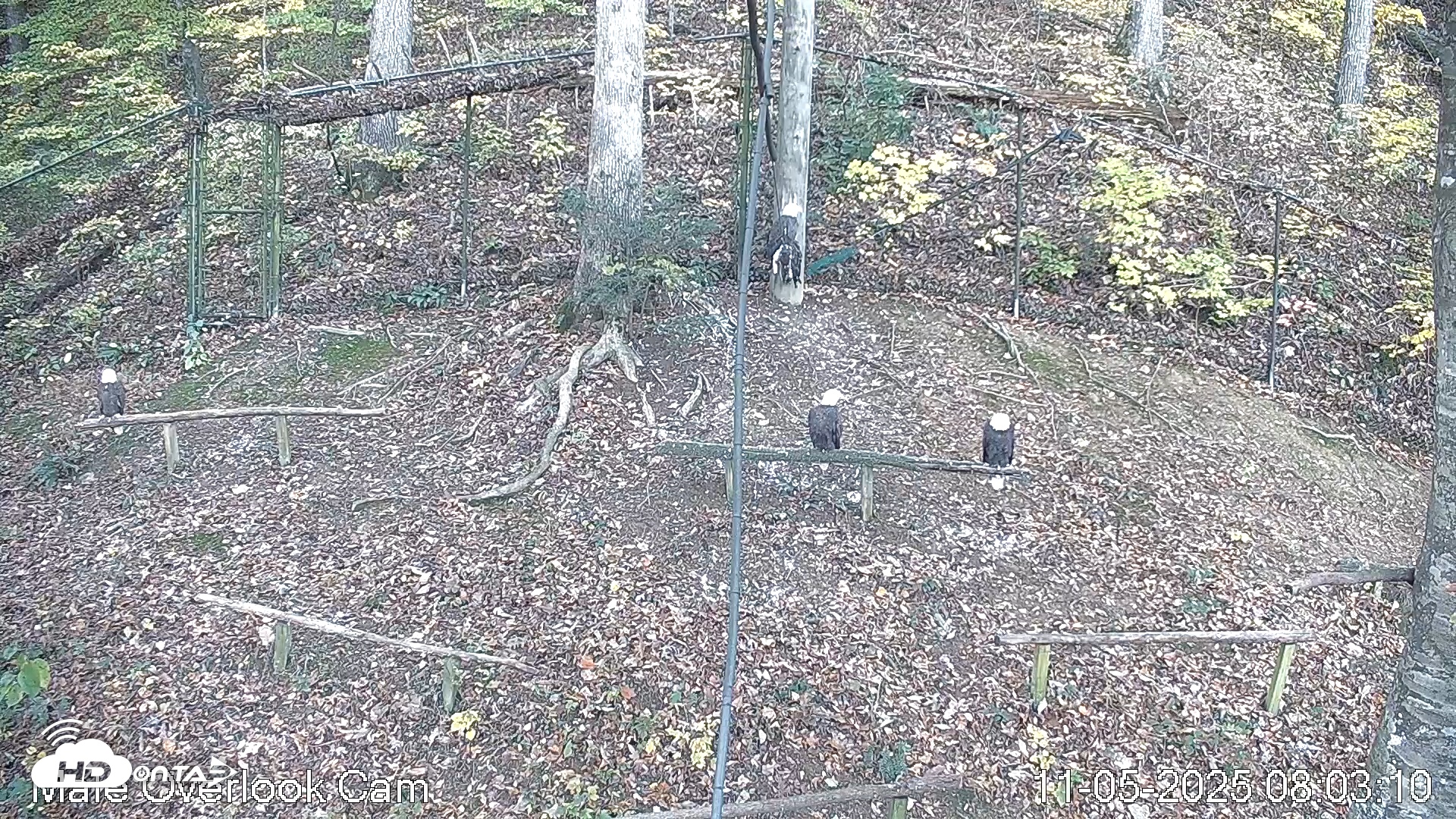 Snapshot of Dollywood Eagles Live Webcam - Aviary 3 taken Nov 5, 2025, 8:03am EST
