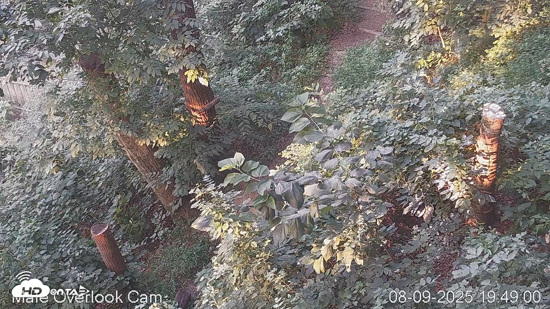 Snapshot of Dollywood Eagles Live Webcam - Aviary 3 taken Aug 9, 2025, 7:49pm EDT