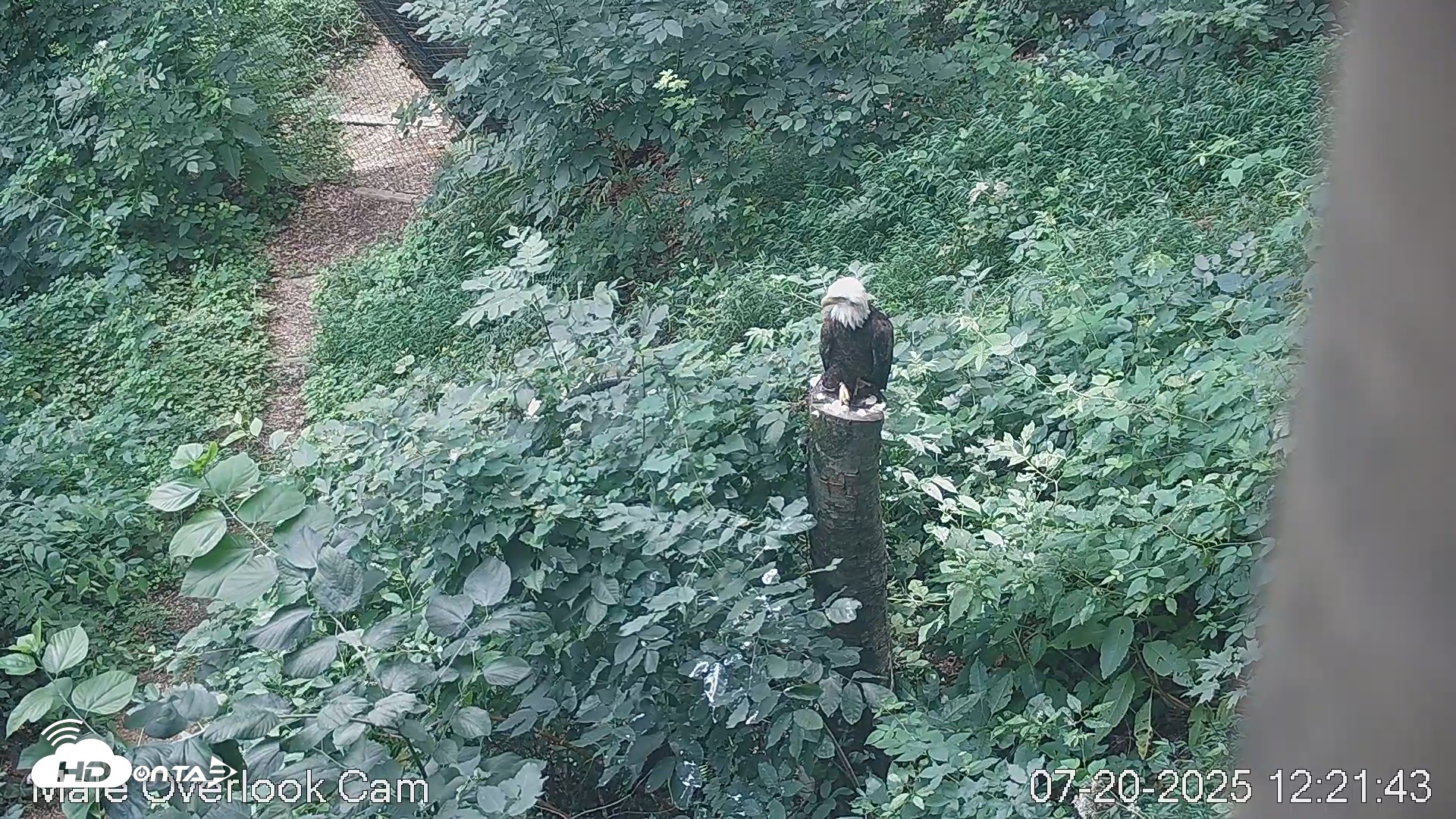 Snapshot of Dollywood Eagles Live Webcam - Aviary 3 taken Jul 20, 2025, 12:22pm EDT