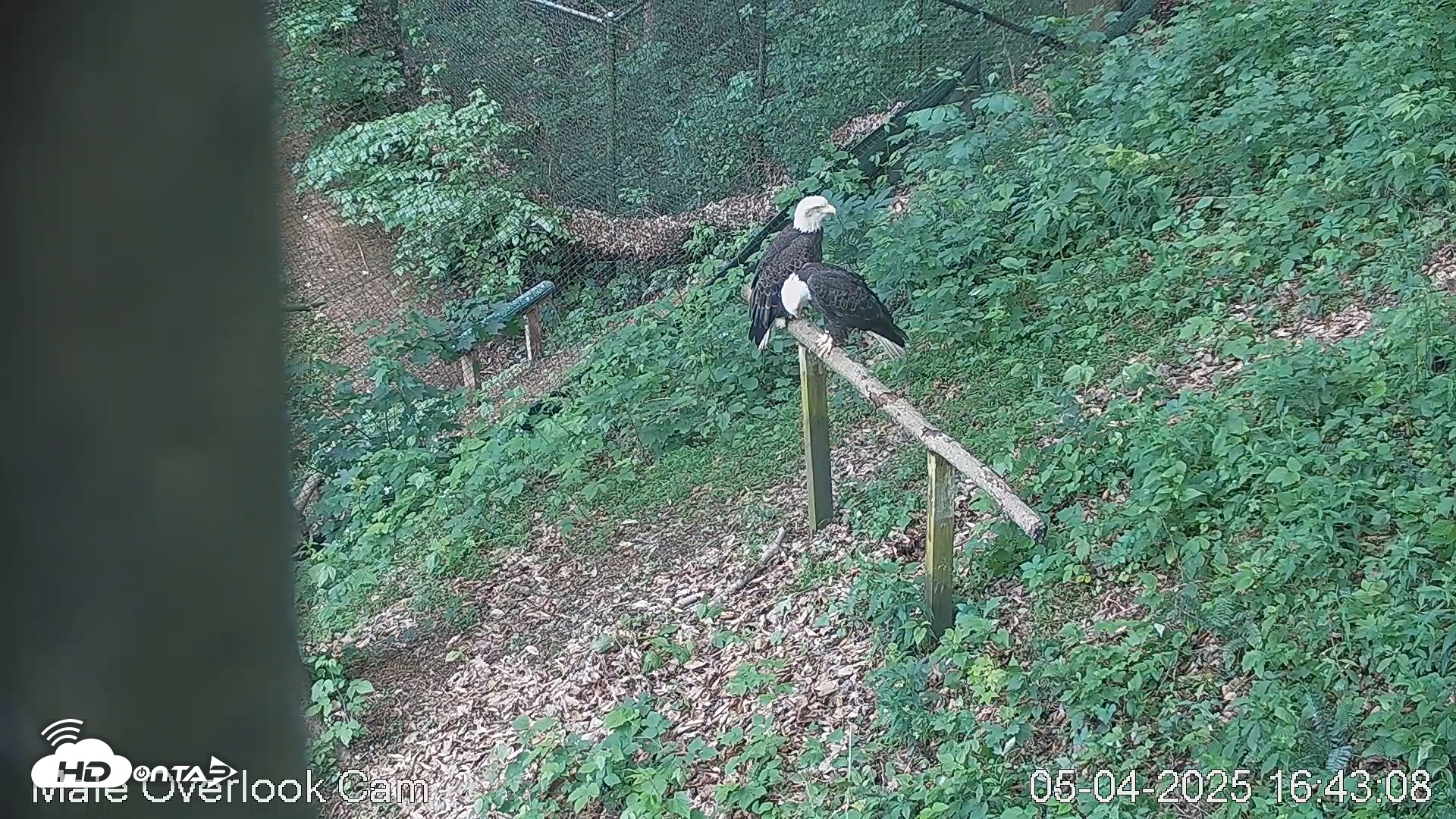 Snapshot of Dollywood Eagles - Aviary 3 taken May 4, 2025, 4:42pm EDT