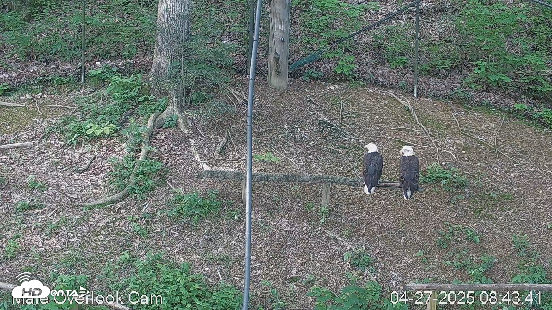 Snapshot of Dollywood Eagles - Aviary 3 taken Apr 27, 2025, 8:43am EDT