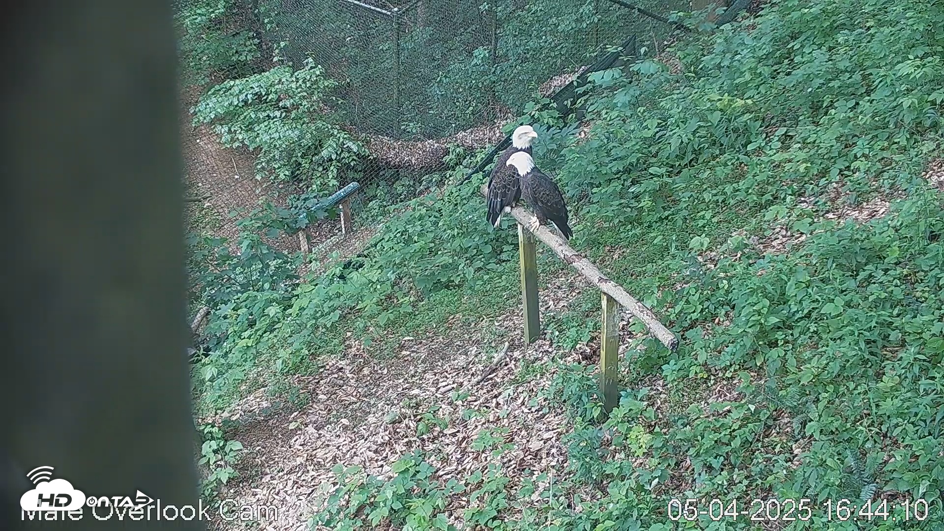 Snapshot of Dollywood Eagles - Aviary 3 taken May 4, 2025, 4:43pm EDT