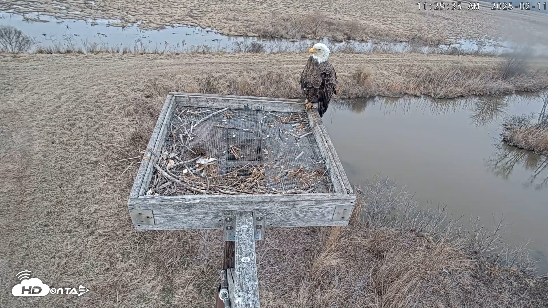 Snapshot of Blackwater Wildlife Refuge Ospreys Live Cam taken Feb 11, 2025, 11:30am EST