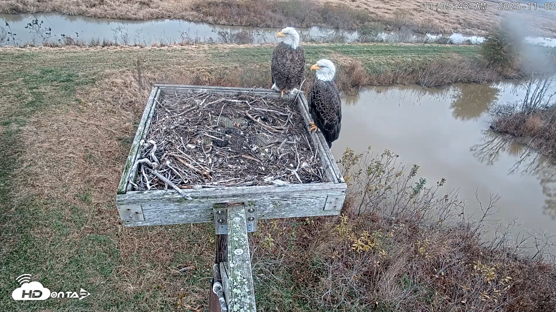 Snapshot of Blackwater Wildlife Refuge Ospreys Live Cam taken Nov 3, 2025, 11:06am EST
