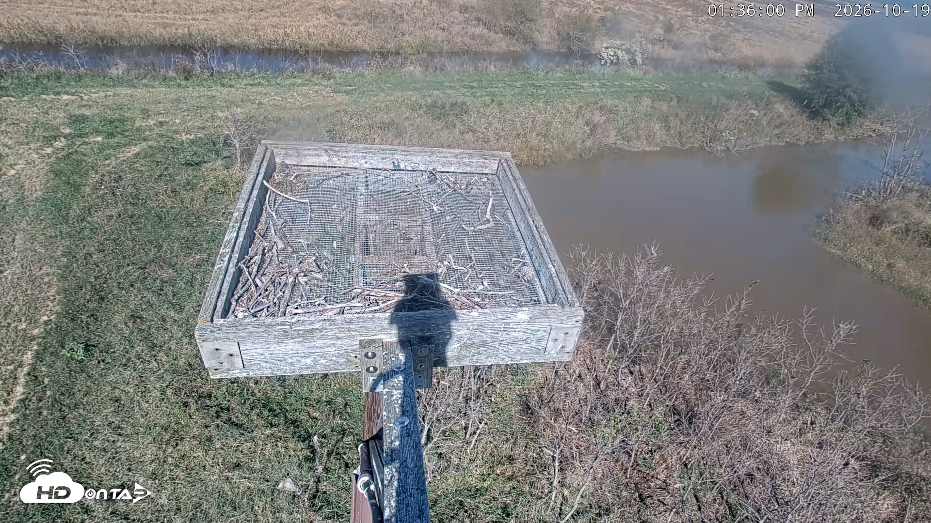 Snapshot of Blackwater Wildlife Refuge Ospreys Live Cam taken Oct 19, 2026, 1:39pm EDT