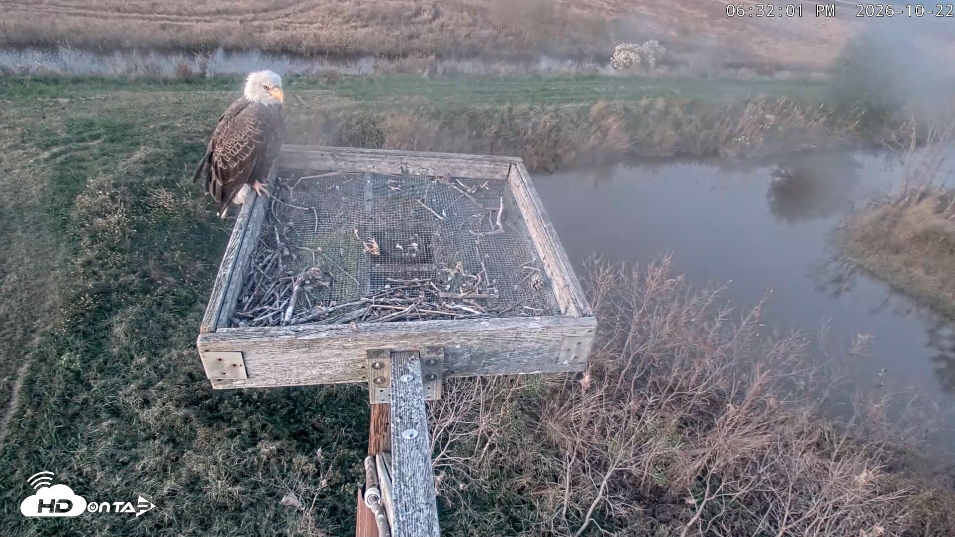 Snapshot of Blackwater Wildlife Refuge Ospreys Live Cam taken Oct 22, 2026, 6:32pm EDT