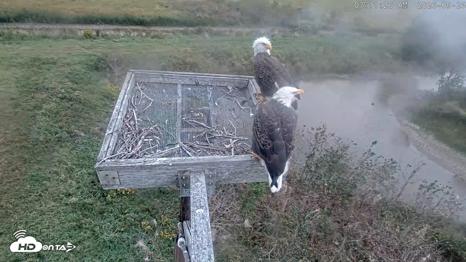 Snapshot of Blackwater Wildlife Refuge Ospreys Live Cam taken Sep 26, 2026, 7:12am EDT