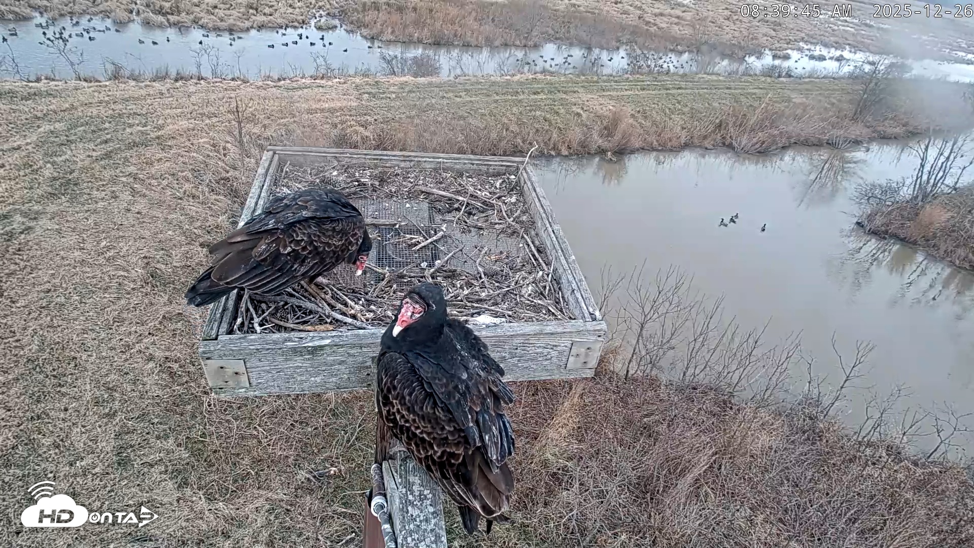 Snapshot of Blackwater Wildlife Refuge Ospreys Live Cam taken Dec 26, 2025, 8:40am EST