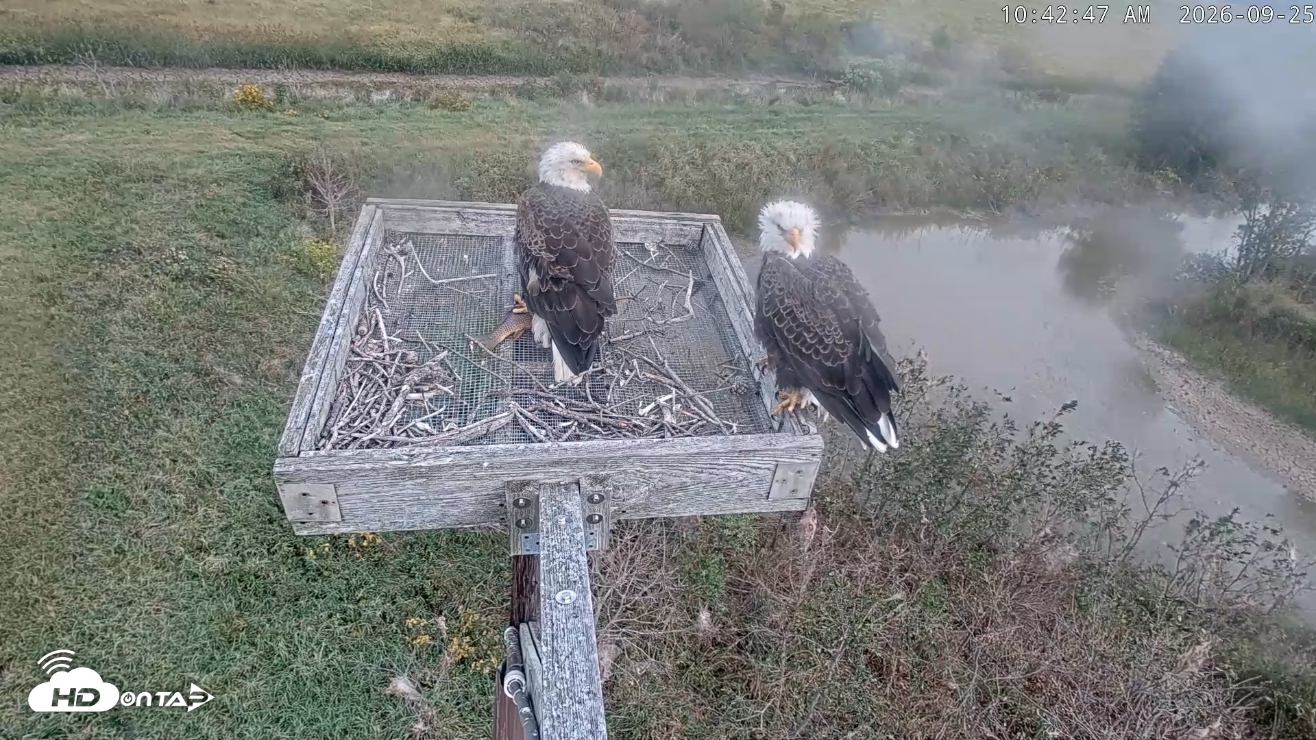 Snapshot of Blackwater Wildlife Refuge Ospreys Live Cam taken Sep 25, 2026, 10:43am EDT