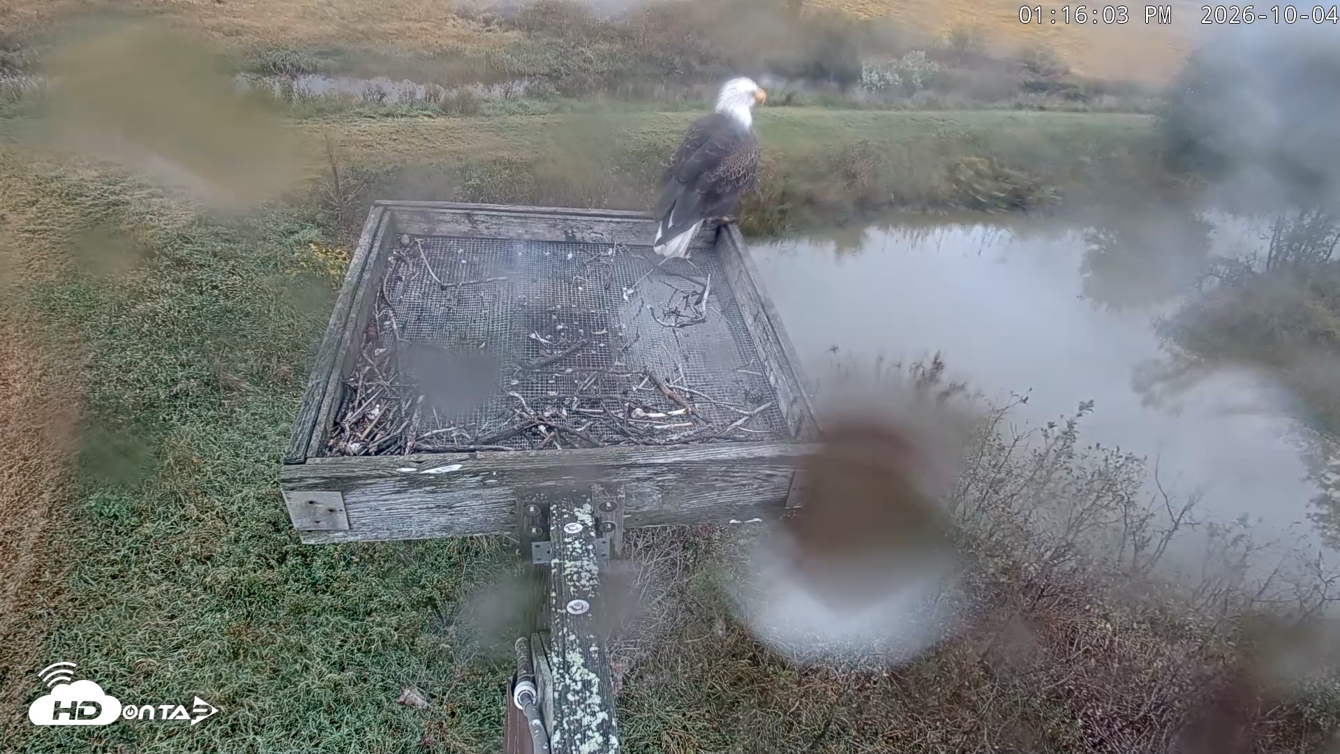 Snapshot of Blackwater Wildlife Refuge Ospreys Live Cam taken Oct 4, 2026, 1:16pm EDT