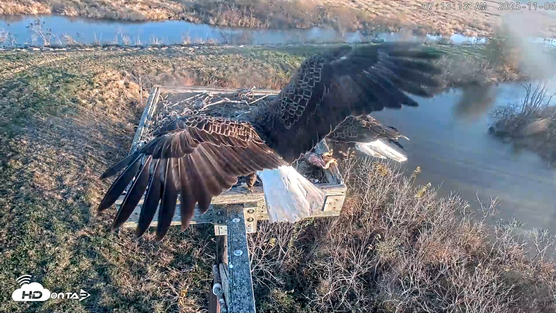 Snapshot of Blackwater Wildlife Refuge Ospreys Live Cam taken Nov 6, 2025, 7:13am EST