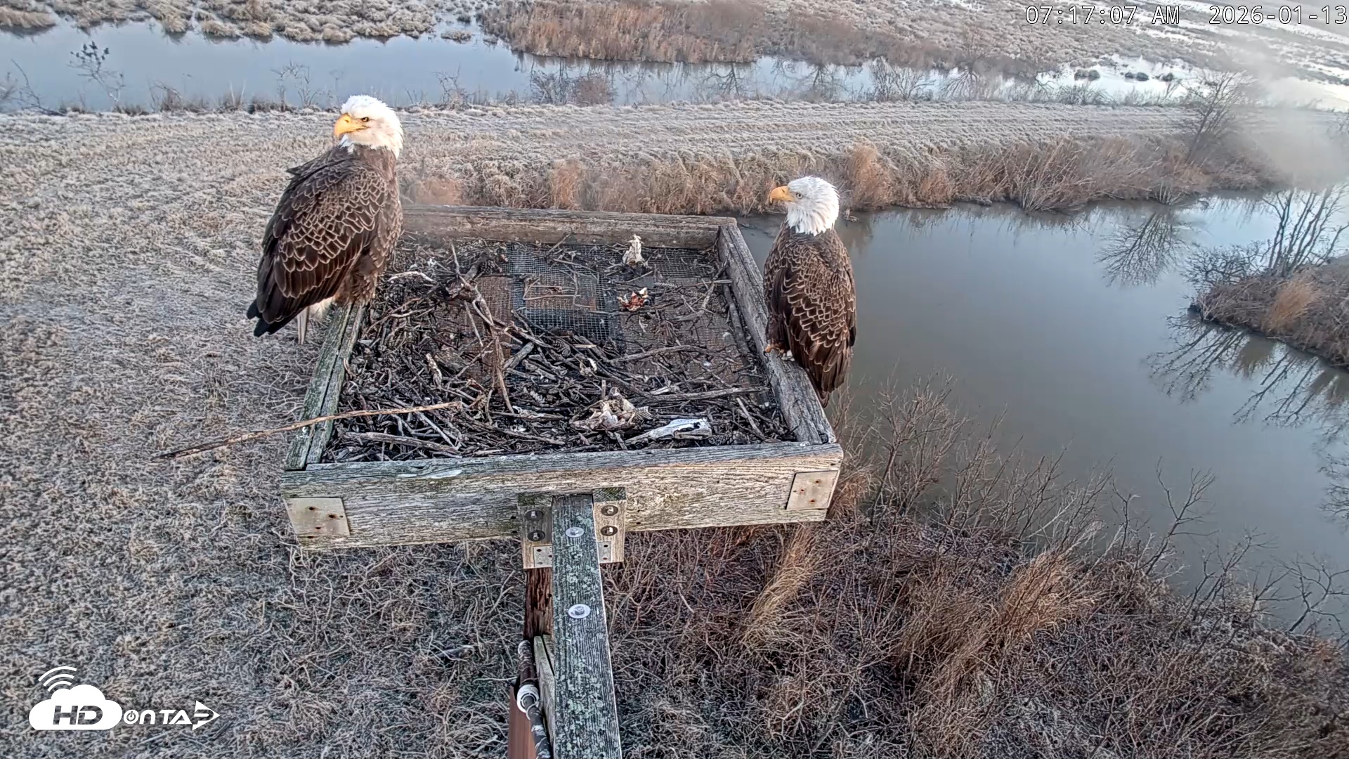 Snapshot of Blackwater Wildlife Refuge Ospreys Live Cam taken Jan 13, 2026, 7:17am EST