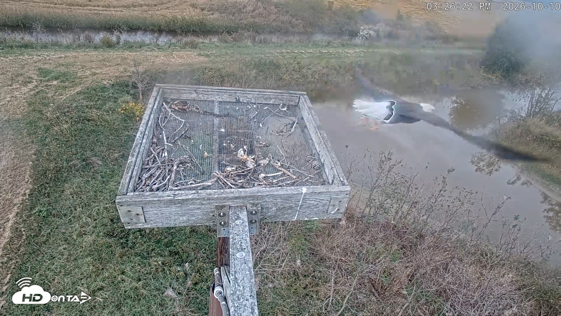 Snapshot of Blackwater Wildlife Refuge Ospreys Live Cam taken Oct 10, 2026, 3:27pm EDT