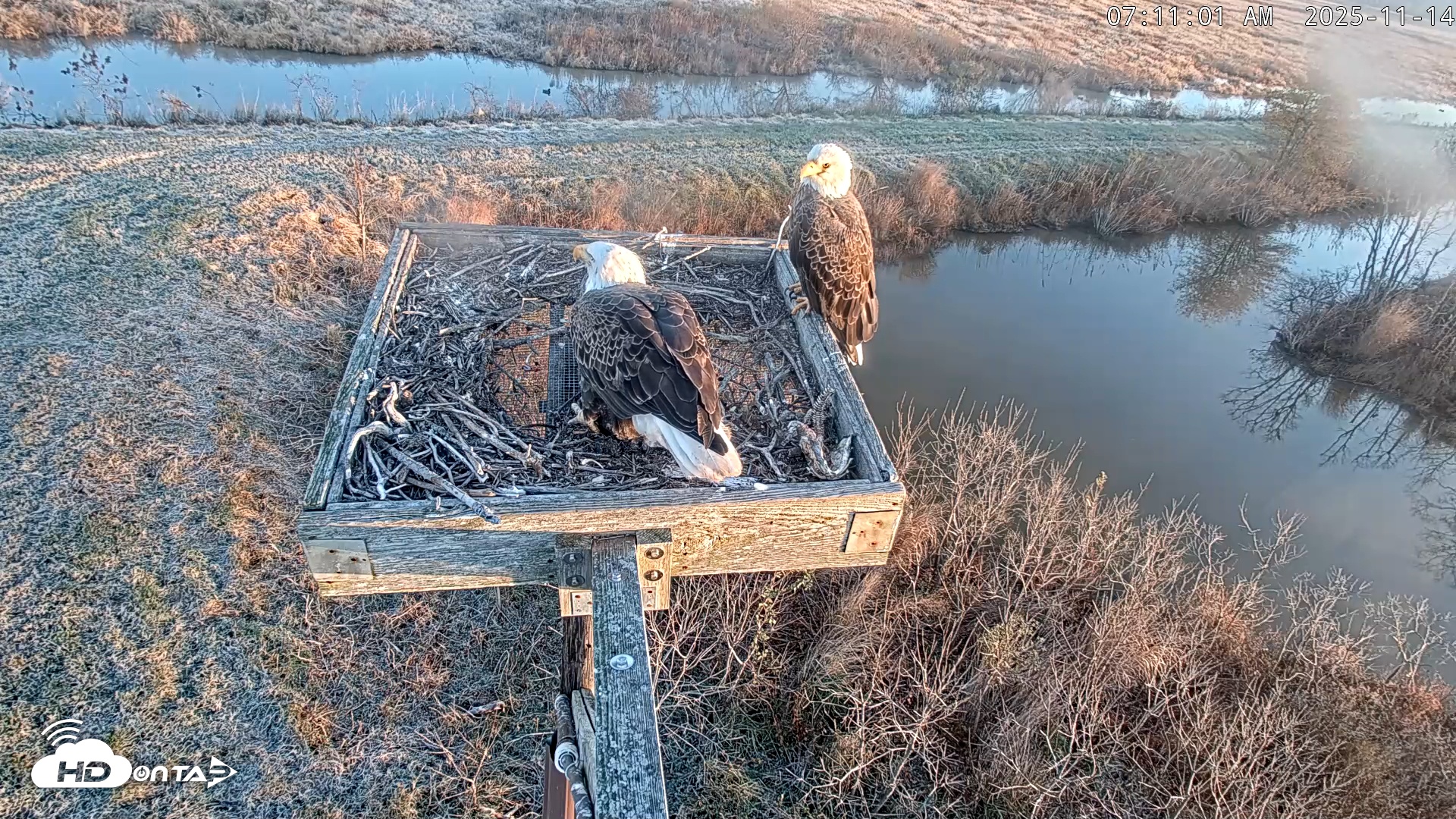 Snapshot of Blackwater Wildlife Refuge Ospreys Live Cam taken Nov 14, 2025, 7:11am EST