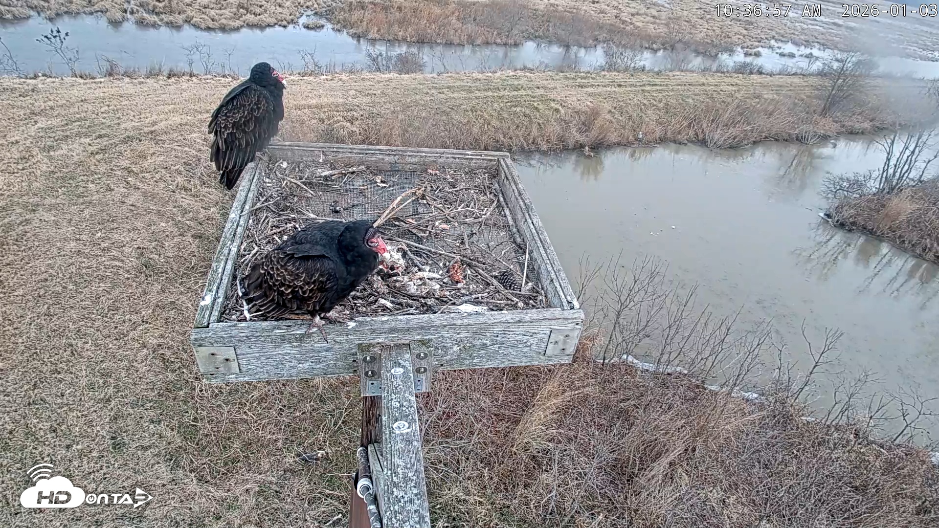 Snapshot of Blackwater Wildlife Refuge Ospreys Live Cam taken Jan 3, 2026, 10:37am EST