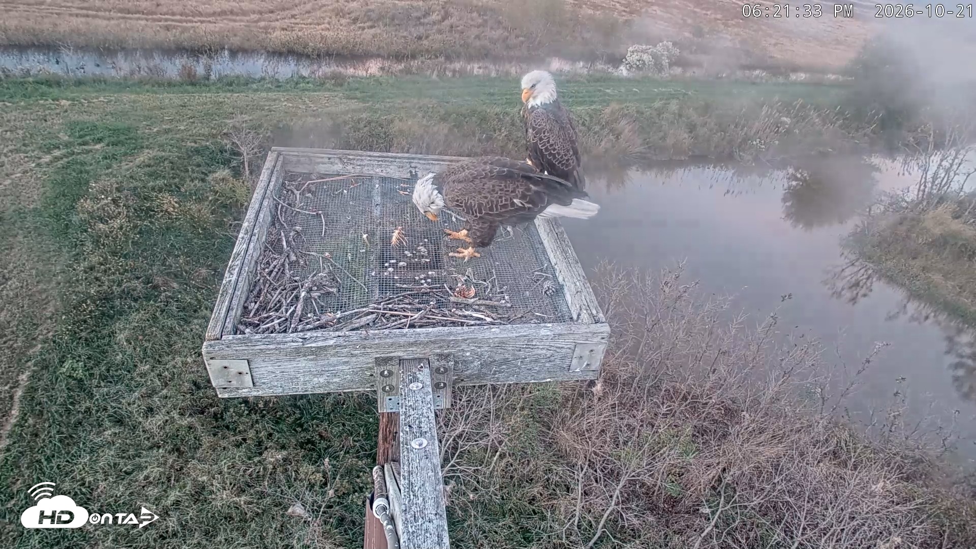 Snapshot of Blackwater Wildlife Refuge Ospreys Live Cam taken Oct 21, 2026, 6:22pm EDT
