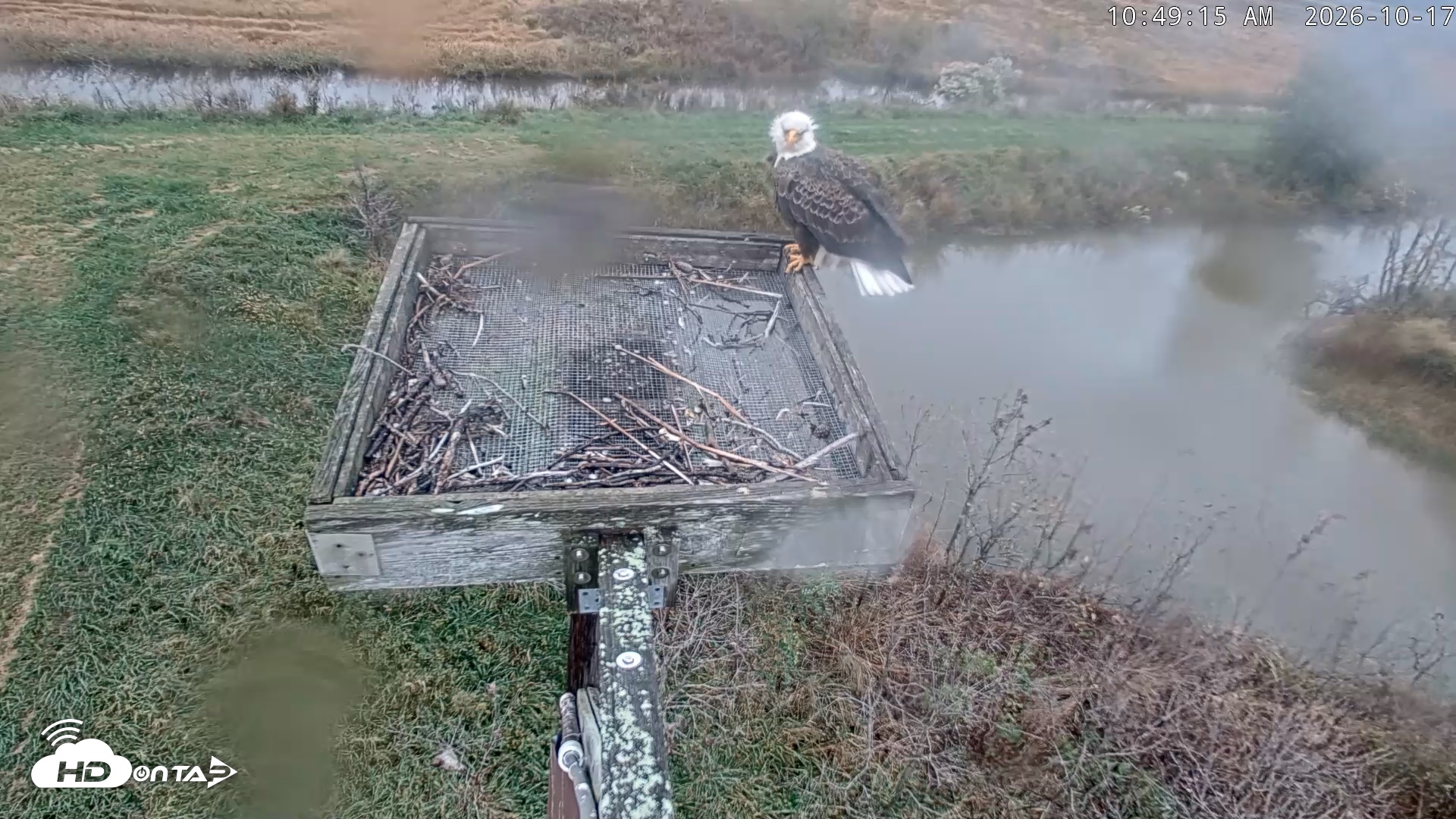 Snapshot of Blackwater Wildlife Refuge Ospreys Live Cam taken Oct 17, 2026, 10:50am EDT