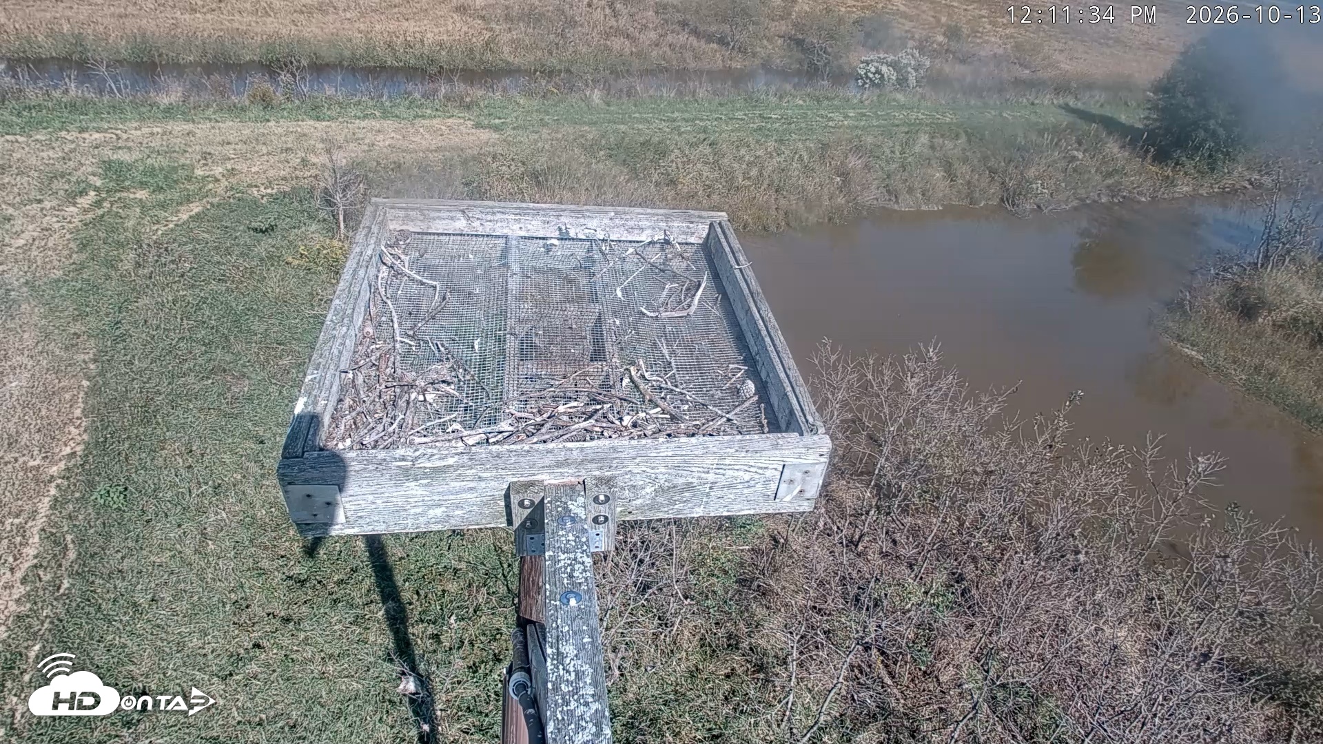 Snapshot of Blackwater Wildlife Refuge Ospreys Live Cam taken Oct 13, 2026, 12:12pm EDT