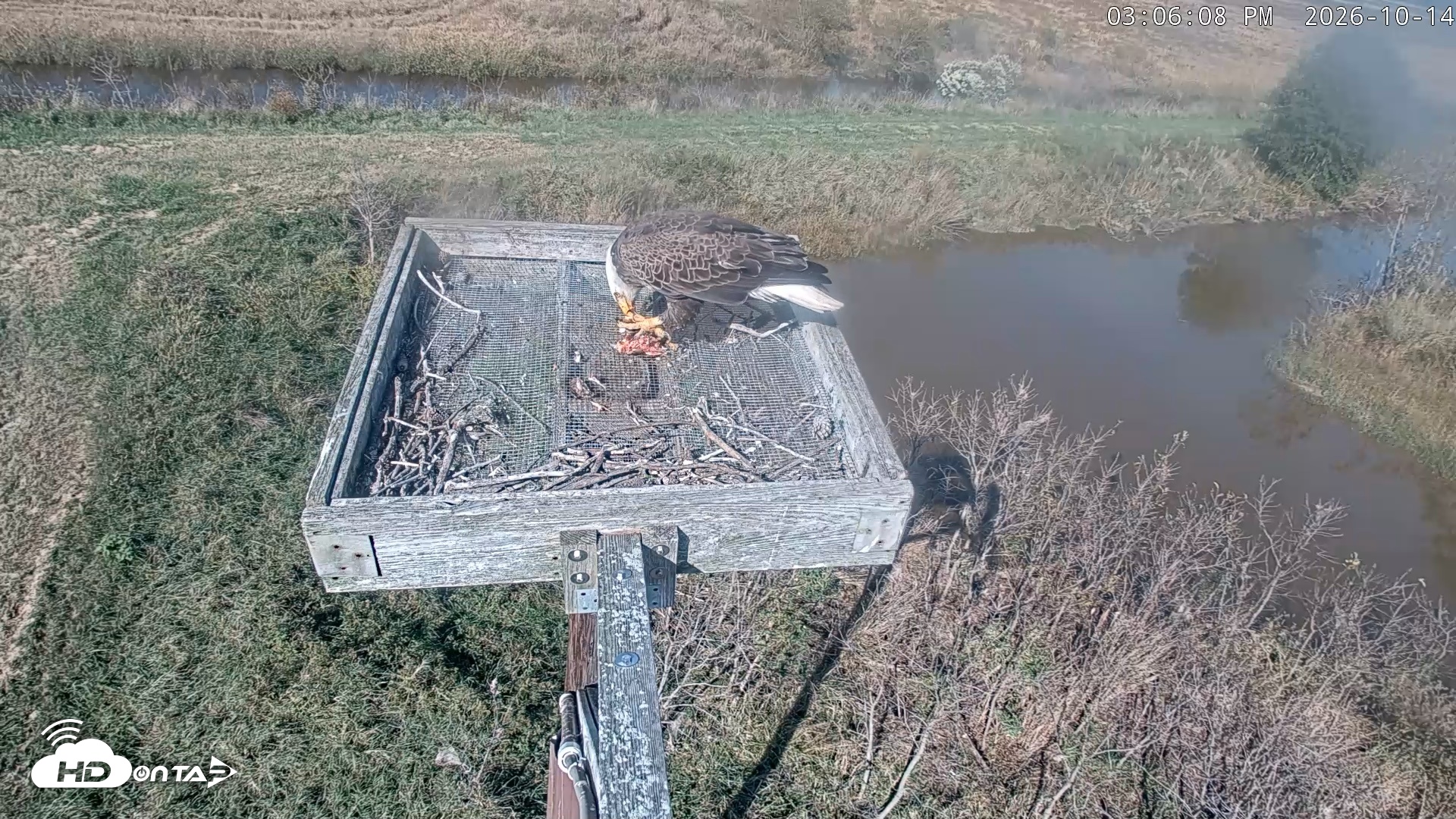 Snapshot of Blackwater Wildlife Refuge Ospreys Live Cam taken Oct 14, 2026, 3:06pm EDT