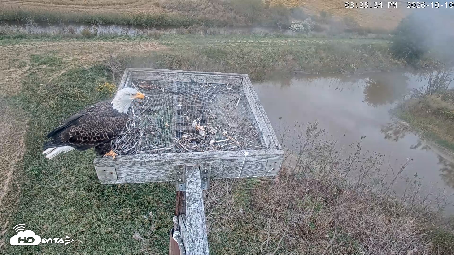 Snapshot of Blackwater Wildlife Refuge Ospreys Live Cam taken Oct 10, 2026, 3:26pm EDT