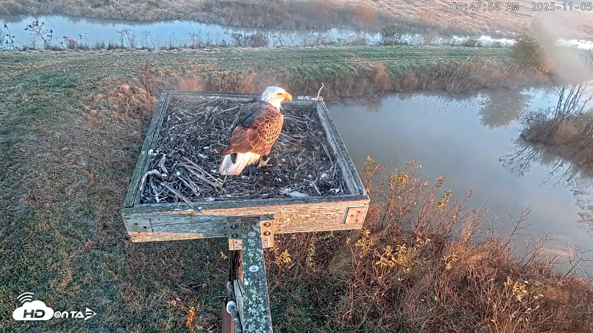 Snapshot of Blackwater Wildlife Refuge Ospreys Live Cam taken Nov 5, 2025, 6:48am EST