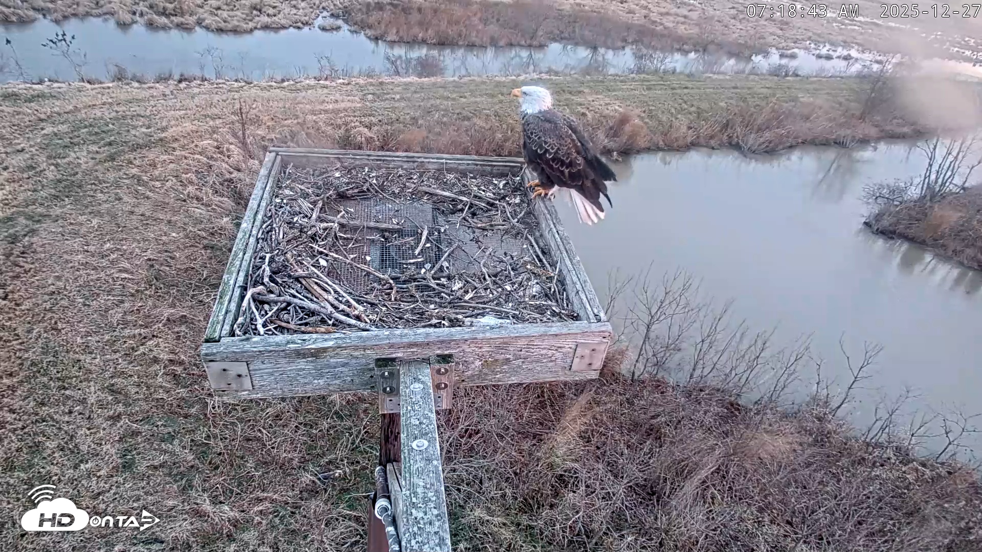 Snapshot of Blackwater Wildlife Refuge Ospreys Live Cam taken Dec 27, 2025, 7:19am EST