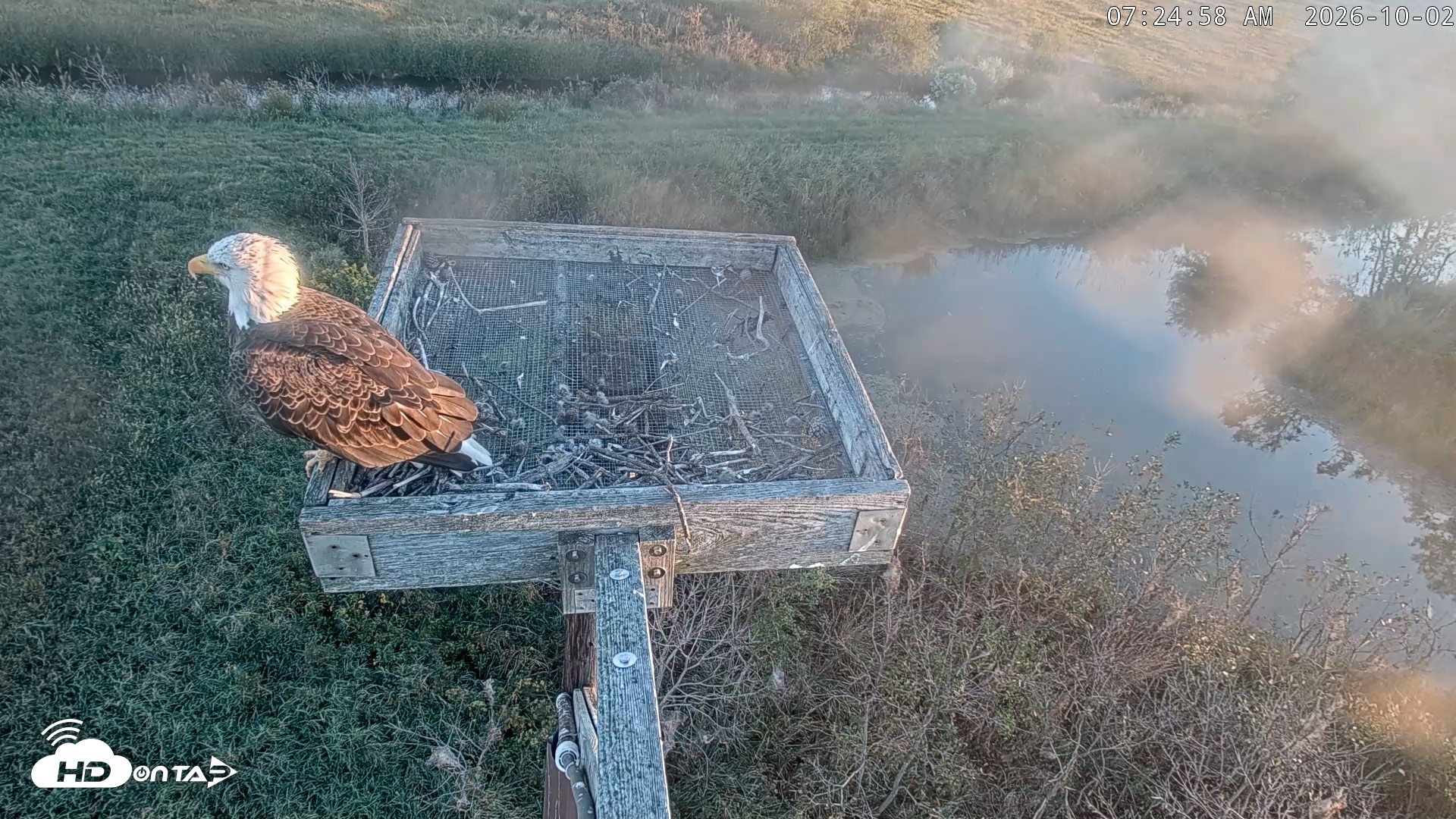 Snapshot of Blackwater Wildlife Refuge Ospreys Live Cam taken Oct 2, 2026, 7:25am EDT