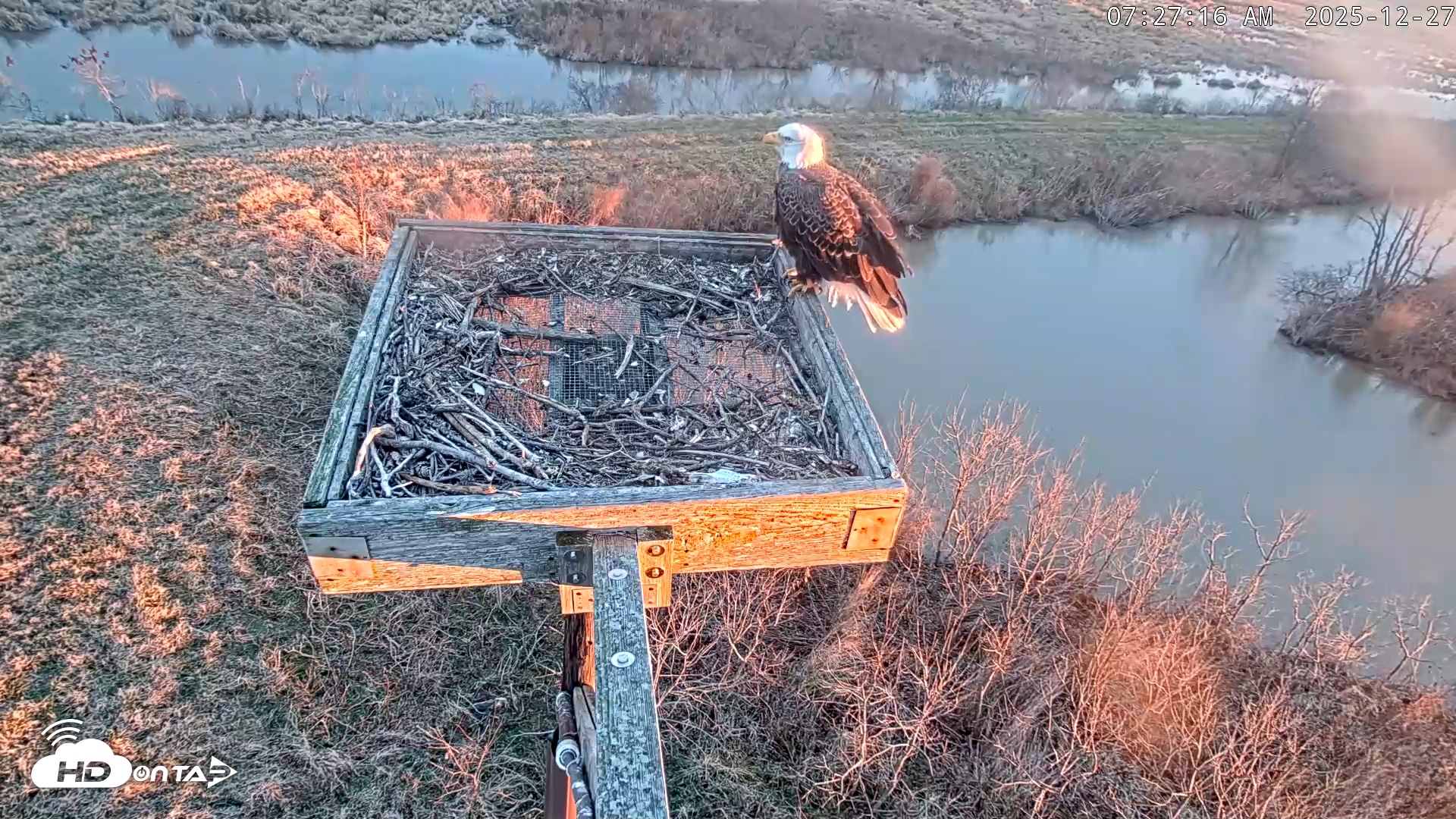 Snapshot of Blackwater Wildlife Refuge Ospreys Live Cam taken Dec 27, 2025, 7:28am EST