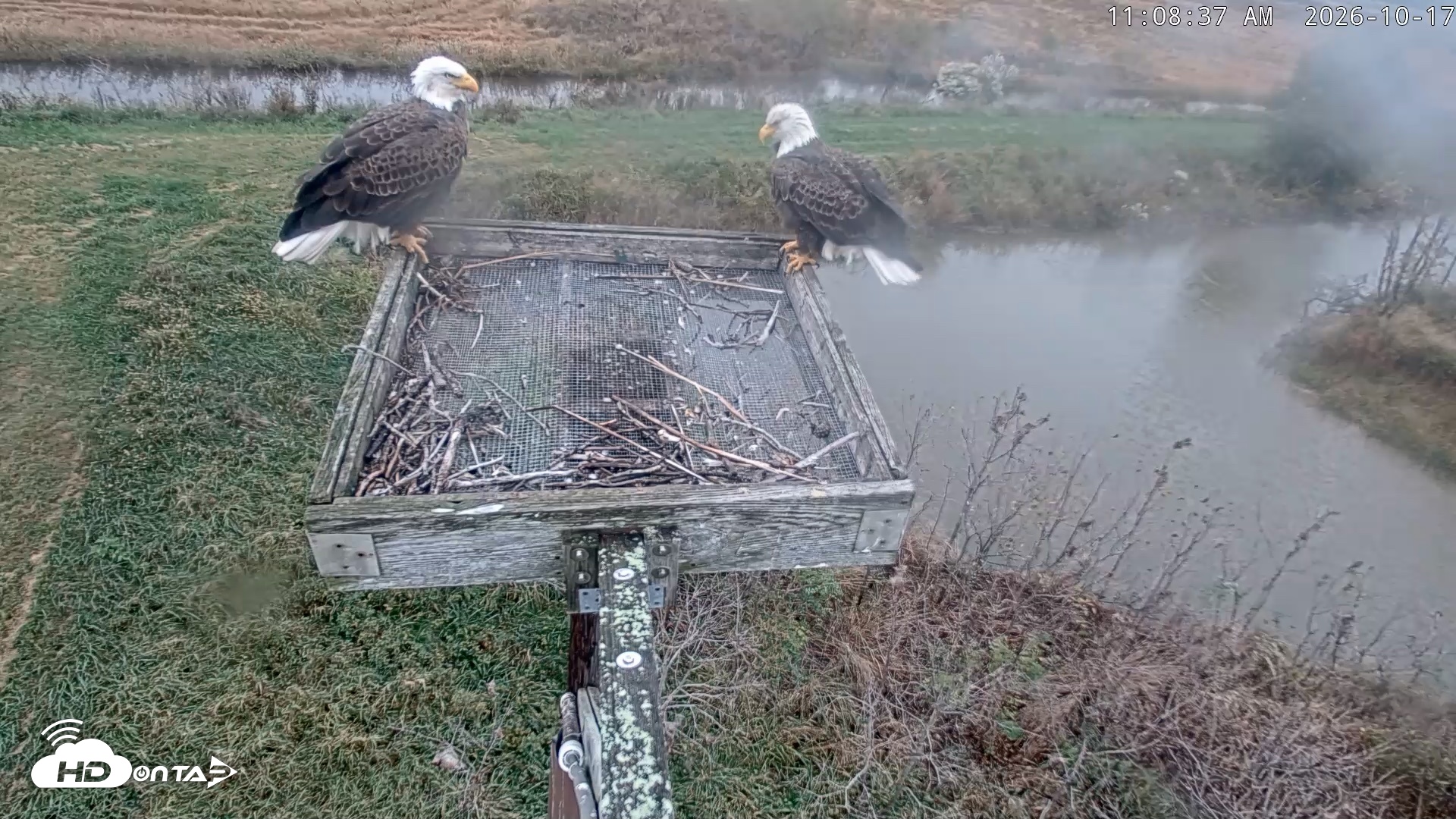 Snapshot of Blackwater Wildlife Refuge Ospreys Live Cam taken Oct 17, 2026, 11:09am EDT