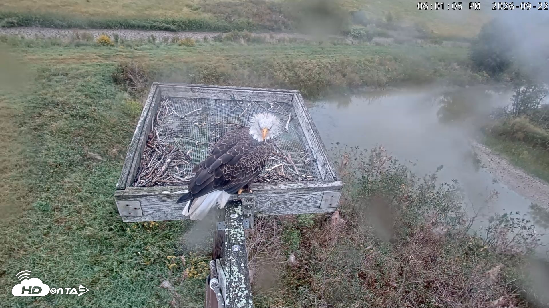 Snapshot of Blackwater Wildlife Refuge Ospreys Live Cam taken Sep 22, 2026, 6:01pm EDT