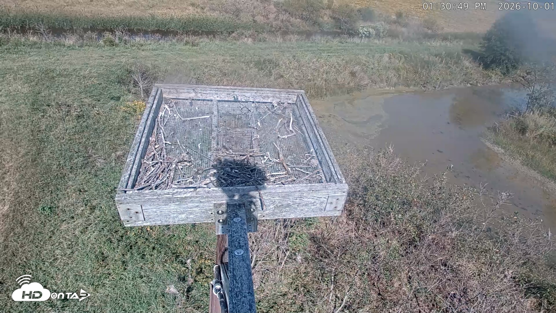 Snapshot of Blackwater Wildlife Refuge Ospreys Live Cam taken Oct 1, 2026, 1:32pm EDT