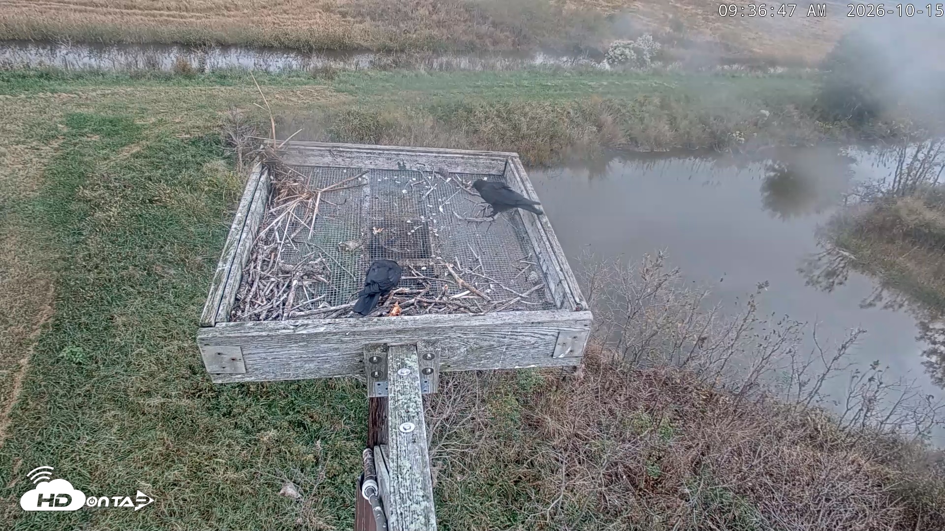 Snapshot of Blackwater Wildlife Refuge Ospreys Live Cam taken Oct 15, 2026, 9:37am EDT