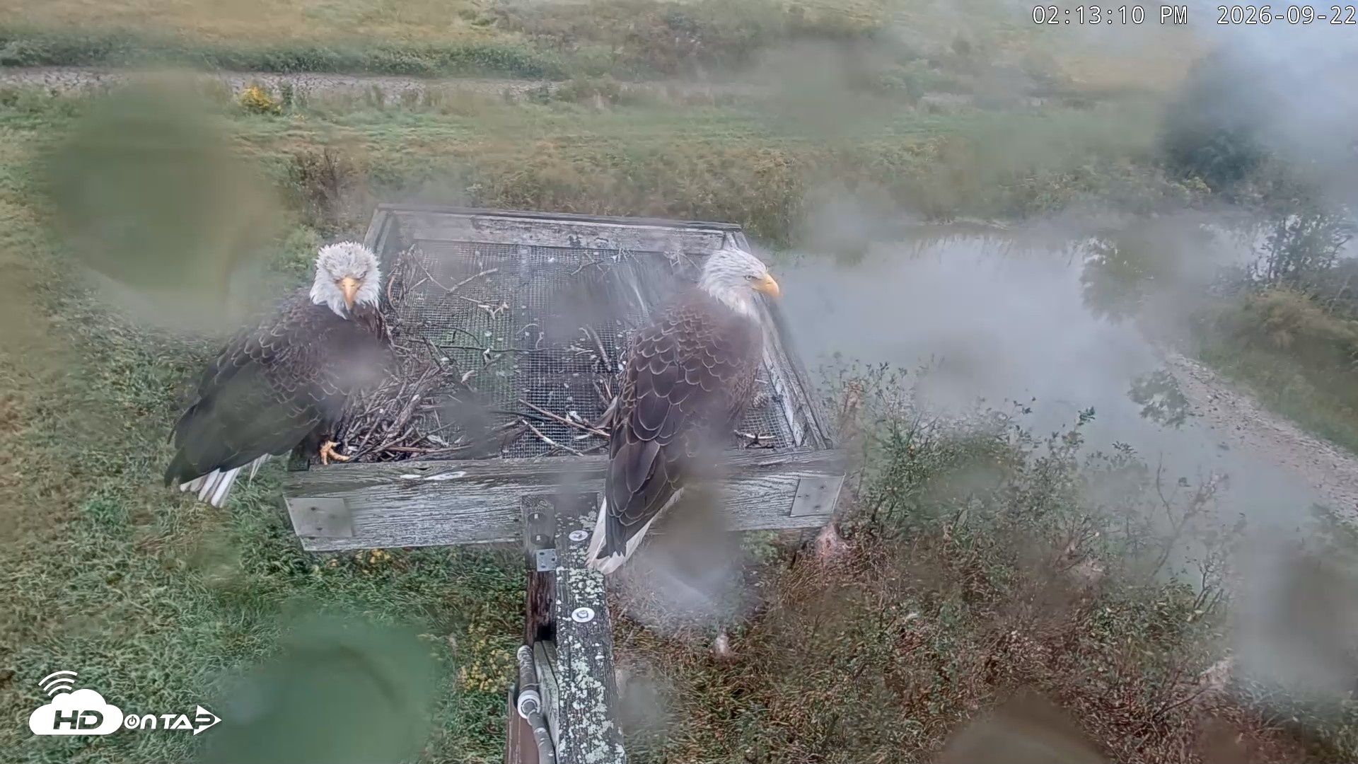 Snapshot of Blackwater Wildlife Refuge Ospreys Live Cam taken Sep 22, 2026, 2:13pm EDT