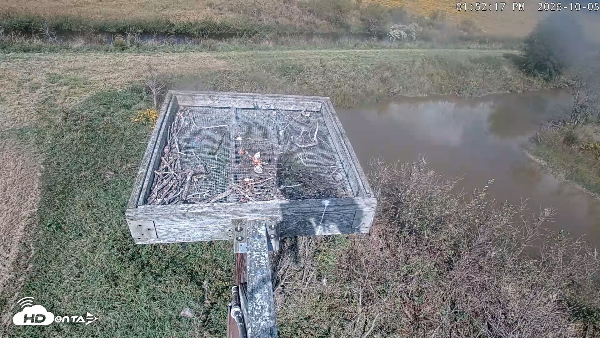 Snapshot of Blackwater Wildlife Refuge Ospreys Live Cam taken Oct 5, 2026, 1:53pm EDT