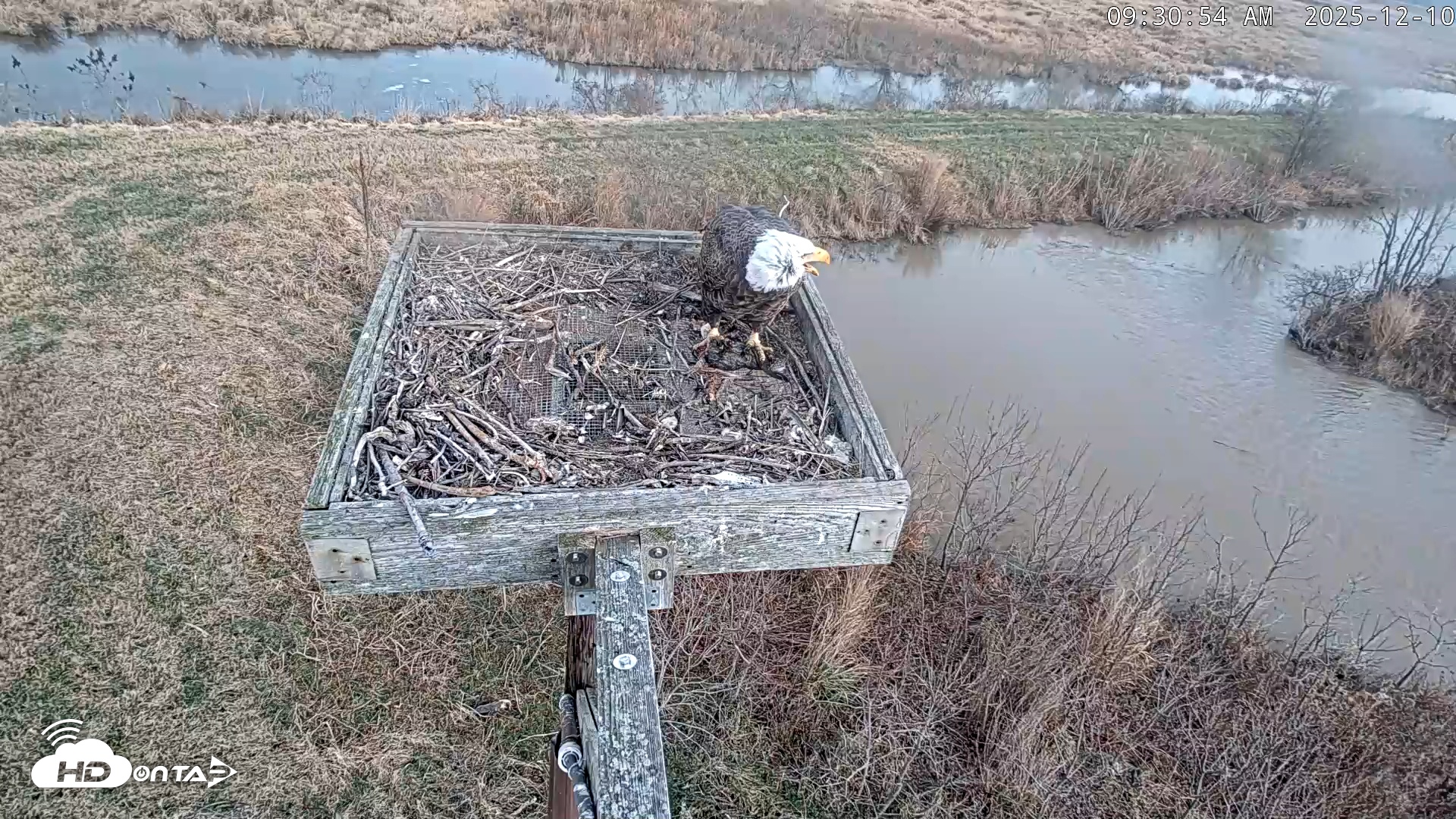 Snapshot of Blackwater Wildlife Refuge Ospreys Live Cam taken Dec 10, 2025, 9:32am EST