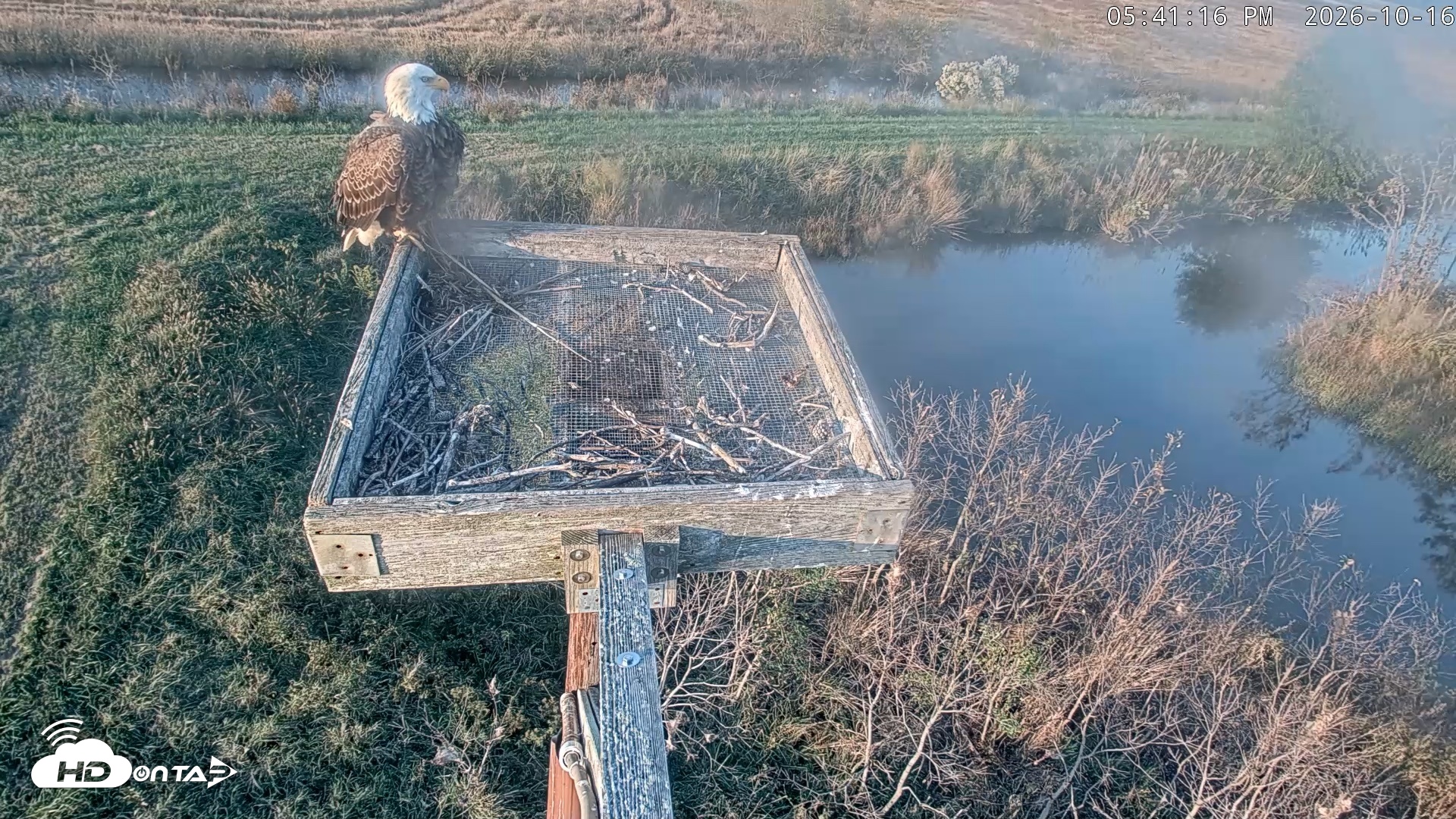 Snapshot of Blackwater Wildlife Refuge Ospreys Live Cam taken Oct 16, 2026, 5:41pm EDT