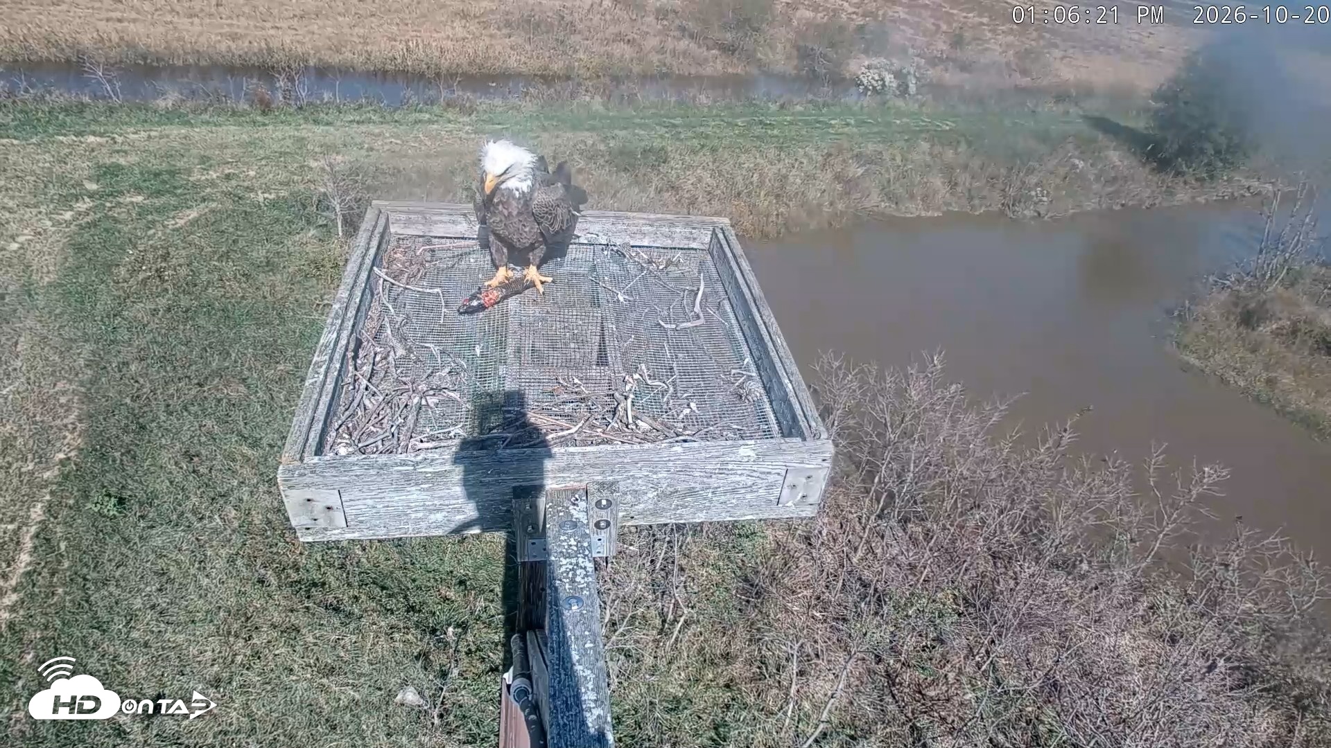 Snapshot of Blackwater Wildlife Refuge Ospreys Live Cam taken Oct 20, 2026, 1:07pm EDT