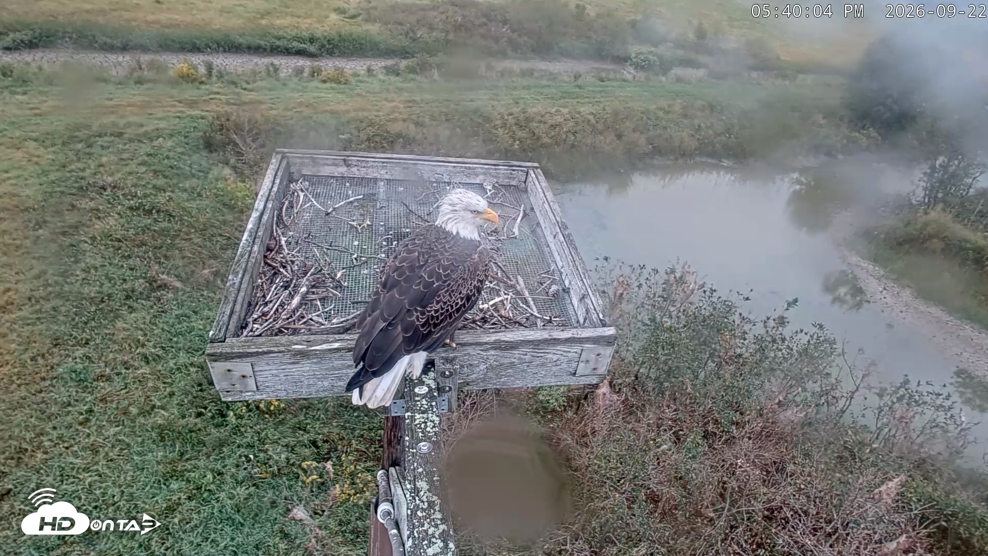 Snapshot of Blackwater Wildlife Refuge Ospreys Live Cam taken Sep 22, 2026, 5:40pm EDT